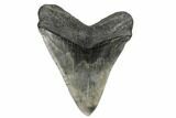 Massive, Fossil Megalodon Tooth - Foot Shark! #178735-2